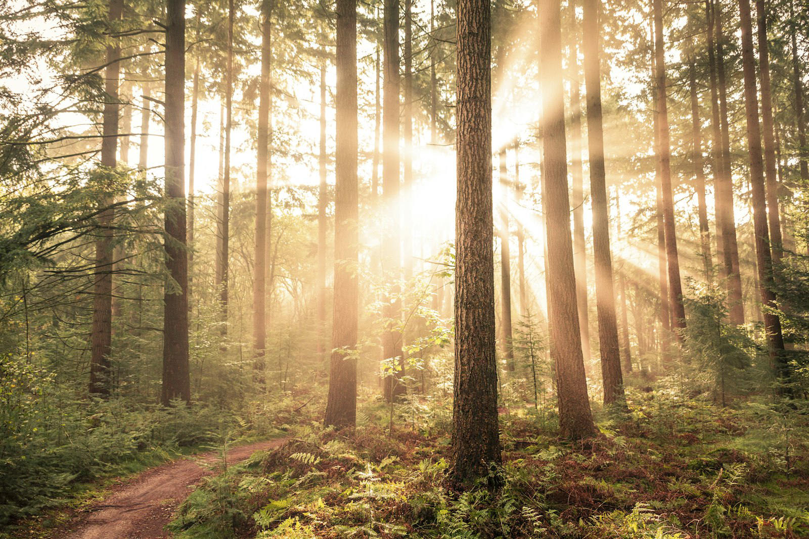 Chemin forestier traversé par les rayons du soleil, évocation du temps long