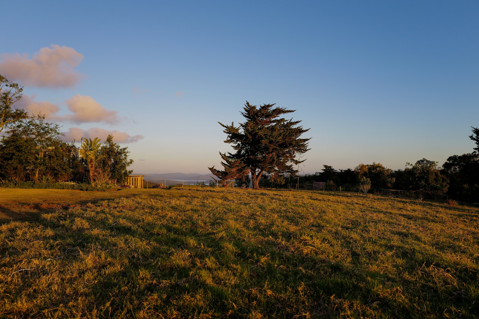Arbre solitaire sur une colline au soleil couchant, lumière rasante dorée